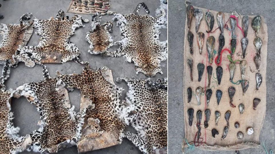 WPD seizes leopard skin, other animal body parts in Kashmir, Jammu - Kashmir  Dot Com