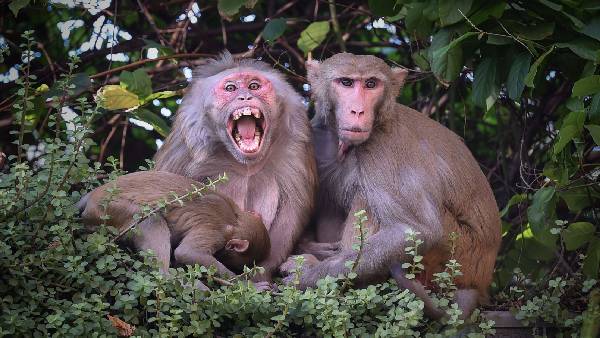 China''s First Human Infection Case With Monkey B Virus Dies: Report ...